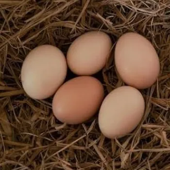 Country chicken egg