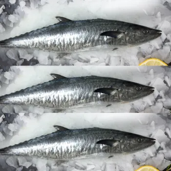 Tazar fish
