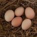 Country chicken egg