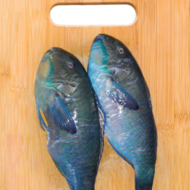 Parrotfish 1